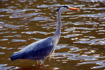 gray heron hunting on the river