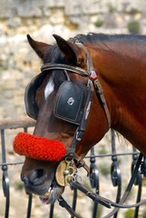 horse with blinkers and bridle