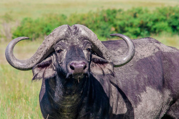 Buffalo on the savanna in Masai Mara / Kenya.