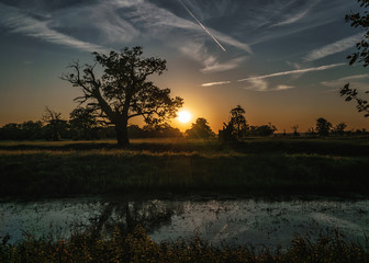 Sylwetki drzew podczas zachodu słońca © Krzysztof