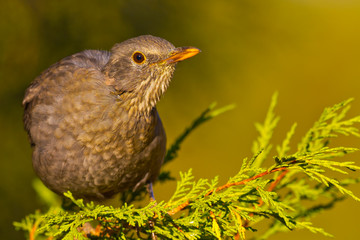 Blackbird, Turdus merula, Mirlo Común, Castilla y León, Spain, Europe