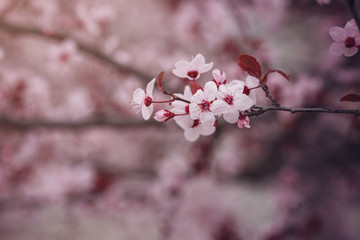Selective focus of Beautiful pink cherry blossom