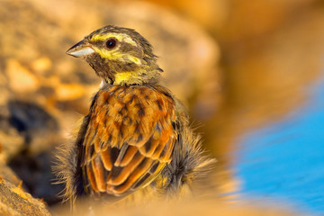 Cirl Bunting, Emberiza cirlus, Escribano Soteño, Forest Pond, Castilla y León, Spain, Europe