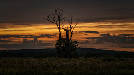 Sylwetki drzew podczas zachodu słońca