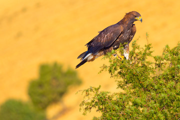 Golden Eagle, Aquila chrysaetos, Águila Real, Forest Pond, Castilla y León, Spain, Europe