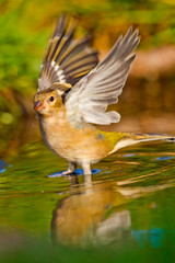 Chaffinch, Fringilla coelebs, Pinzón Vulgar, Forest Pond, Castilla y León, Spain, Europe