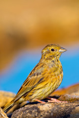 Juvenile Cirl Bunting, Emberiza cirlus, Escribano Soteño, Castilla y León, Spain, Europe
