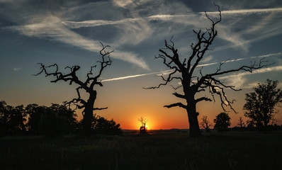Sylwetki drzew podczas zachodu słońca © Krzysztof
