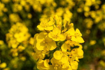 beautiful yellow rapeseed organic field in spring agriculture flowers close macro