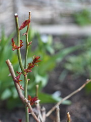 After winter, the rose plant produces new shoots.Rose leaves sprout in spring.