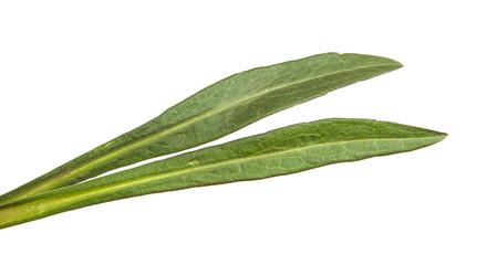 young sprouts of a new belgian aster. green leaves on a white background