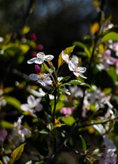 Beautiful  Flowers