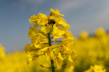 Fototapeta premium honey bee flies and lands on rapeseed in spring