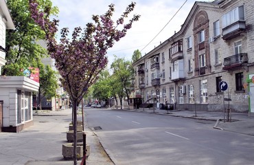 Blooming spring blossom tree blue sky empty street corona virus stay home Chisinau city background