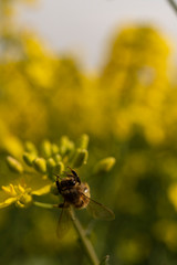 honey bee flies and lands on rapeseed in spring