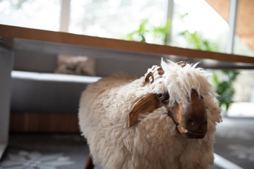 sheep © Marcin