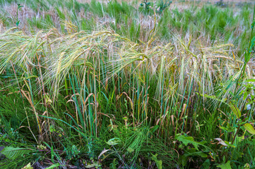 Fototapeta premium the field is sown with rye, ripe ears of rye