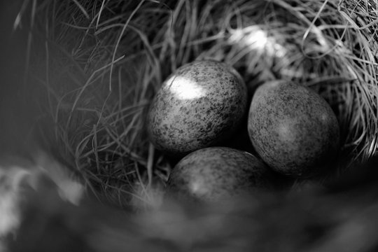 Amselnest in Schwarz Weiss