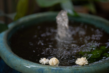 Floating jasminum sambac on water fountain jar.