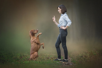 Young woman training a dog. Hungarian vizsla with an owner in the forest. - 340885183