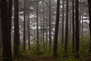 misty forest in the morning 