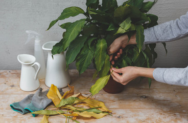 Maintaining Home Garden. Female gardener cutting dry leaves on plant