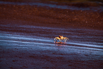 Crab on beach 