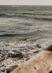 Surfer in the California waves