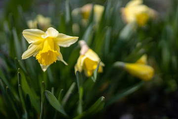 
spring flowers and trees