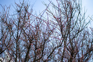 
spring flowers and trees