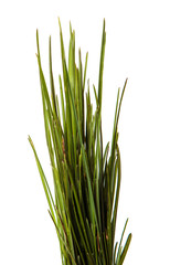 Naklejka premium bunch of green leaves of grass. isolated on white background