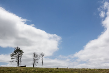 African Elephants in the Wild