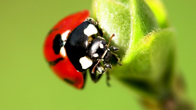ladybird (ladybug), crawls through summer grass