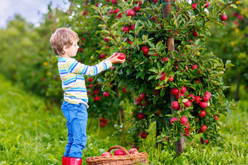 Active happy blond kid boy picking and eating red apples on organic farm, autumn outdoors. Funny...