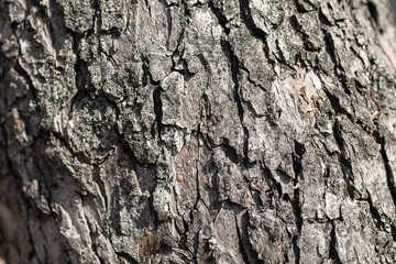 texture of tree bark, wet and dry