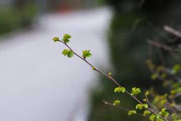 branch of a tree