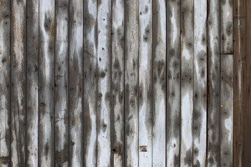 texture of tree bark, wet and dry