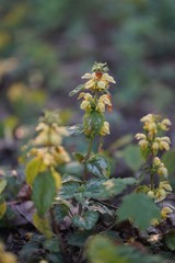 Lamium galeobdolon, commonly known as yellow archangel, artillery plant, aluminium plant, or yellow weasel-snout is a widespread wildflower in Europe   