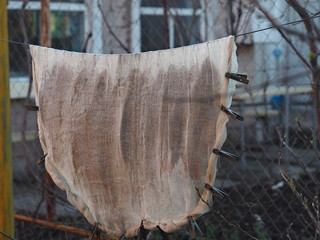 Freshly salted river fish is dried in the fresh air in a protective gauze net from flies and insects in the fisherman's yard.