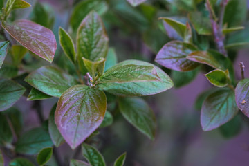 purple and green leaves