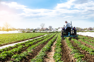 A farmer on a tractor cultivates the soil on the plantation of a young potato of the Riviera...