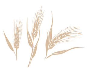 Illustration of Ears of Wheat. Food Template.