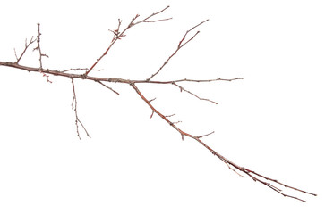 Fototapeta na wymiar dry branch of an apricot tree. isolated on white background