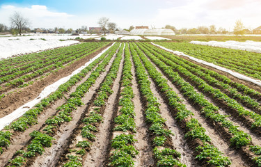 Fototapeta na wymiar Landscape of plantation field of young potato bushes after watering. Fresh green greens. Farm for growing vegetables. Agroindustry, cultivation. Plantation on fertile Ukrainian black soil.