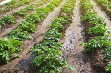 Fototapeta na wymiar Rows of young bushes potato varieties Riviera plantation after watering irrigation. Care cultivation of farm field. Agroindustry agribusiness. Growing food vegetables. Growth process in early spring.