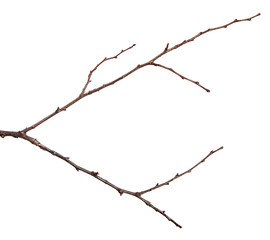 Fototapeta premium dry branch of an apricot tree. isolated on white background