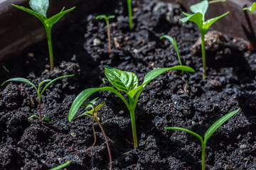 Little green plant is by the sun light