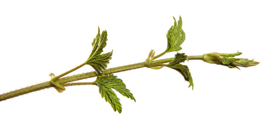 green hop leaves on a white background