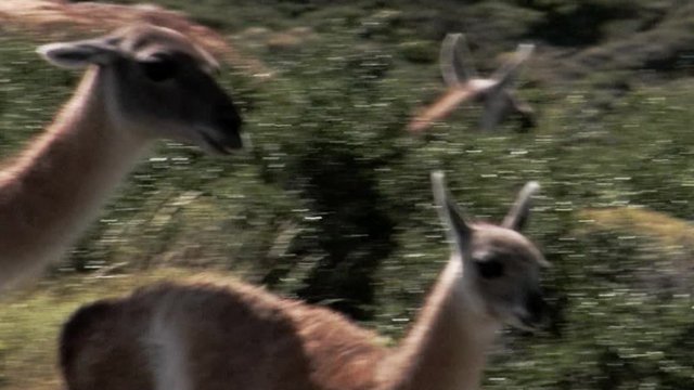 A guanaco mother walks with her youngster around bushes in Patagonia, Chile