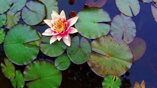 Bird’s-eye-view of beautiful pink waterlily in the lotus pond. Pink water lilies with green leaves on a small pond.